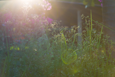 Blurry Flower for Background.の写真素材
