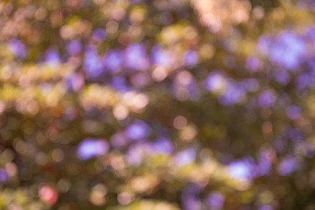 blurred tree backgroundの写真素材