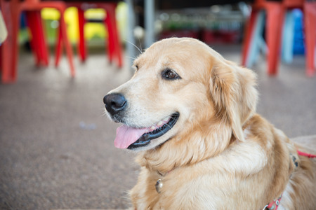 Portrait of a dogの写真素材