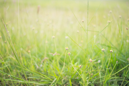 Abstract nature backgroundの写真素材