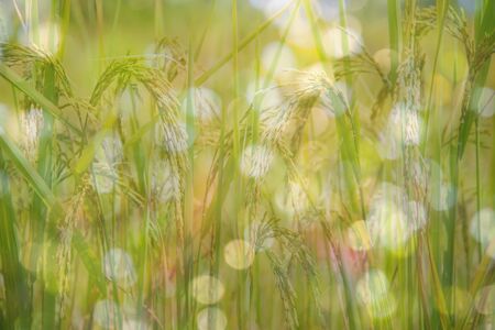 Abstract nature backgroundの写真素材