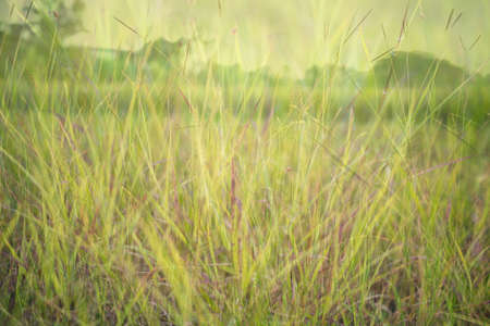 blurred nature backgroundの写真素材