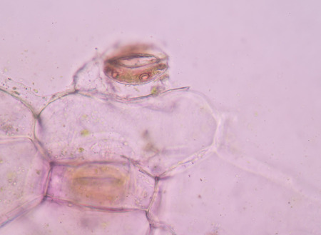 Pink plant cells under microscope