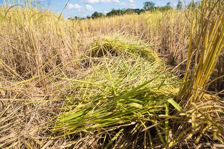 Rice field  blue sky cloud cloudy landscape backgroundの写真素材