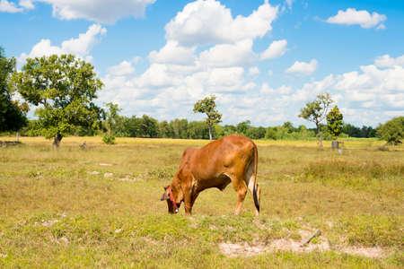 Farm cow on blue skyの写真素材
