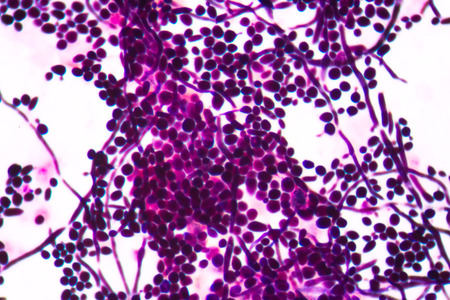 budding yeast cellの写真素材