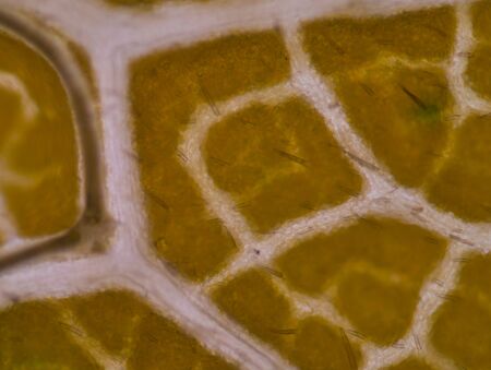 plant cells under microscope.100xの写真素材