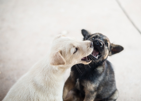 two happy puppiesの写真素材
