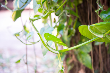 scindapsus aureus green plant background.の写真素材