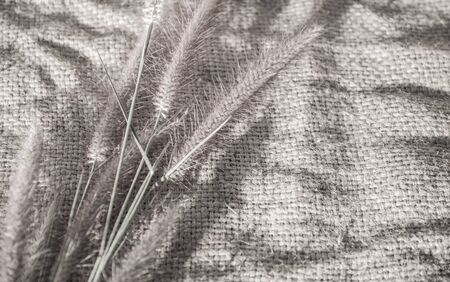 Abstract grass background black and white toneの写真素材