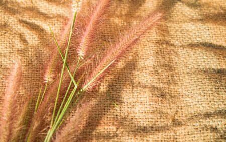 Abstract grass backgroundの写真素材