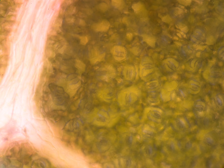 plant cells under microscopeの写真素材