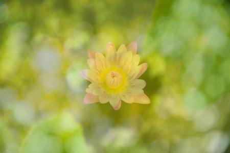 This beautiful waterlily or lotus flower