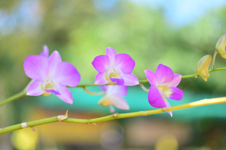 Purple pink orchid from Singapore National Orchid Gardenの写真素材