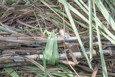 Sugar caneの写真素材