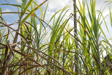Sugar cane
