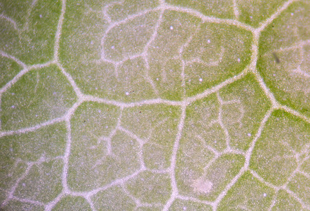 Plant cells background.の写真素材