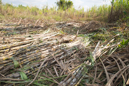 agriculture sugar canの写真素材