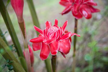 Red flower of etlingera elatior.の写真素材
