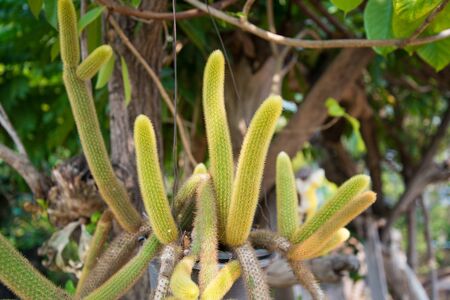 Cactusの写真素材