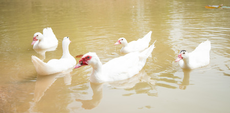 duck in the waterの写真素材