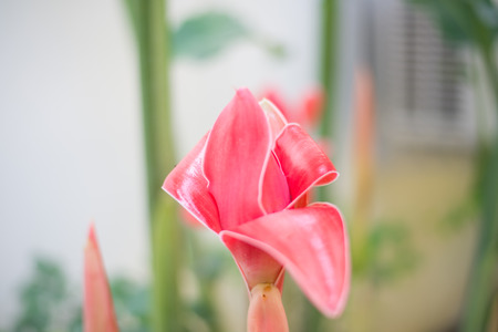 Red torch ginger local flower.の写真素材