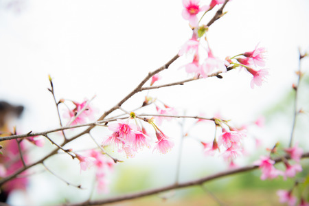 blur pink blossom sukura flowers on a spring day in Thailandの写真素材