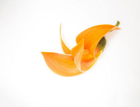 Kesudo or Bastard Teak or Bengal Kino or Flame of the Forest on white backgroundの写真素材