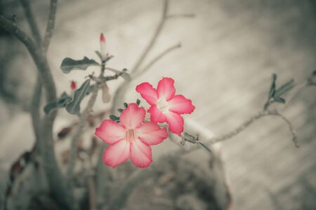Desert Rose.の写真素材