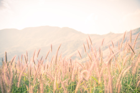 brown grassの写真素材