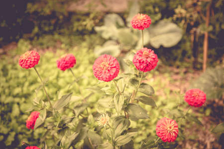 Zinnia flowers in pink tone.の写真素材