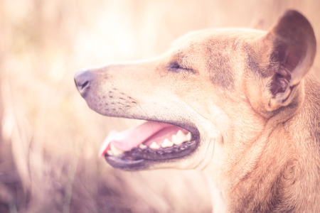 Blurred smile dog in pink tone.の写真素材