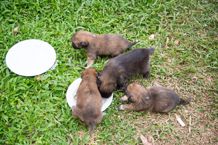 puppy outdoorsの写真素材