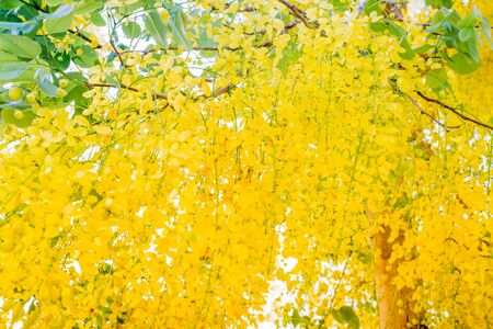 Golden shower (Cassia fistula) national flower of Thailand.の写真素材