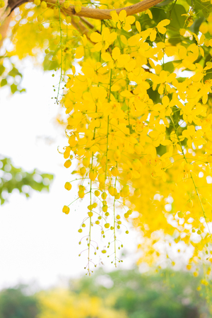 Golden shower (Cassia fistula) national flower of Thailand.の写真素材
