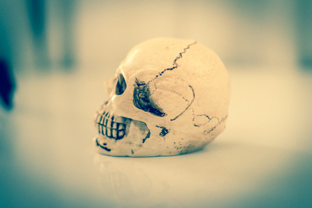 Human skull