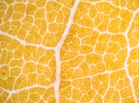 microscopic view of the leaf surface showing plant cells.の写真素材