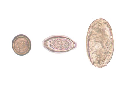 egg parasite