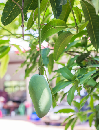 green mango on tree.の写真素材