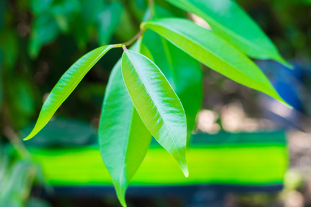 Leaf nature background.の写真素材