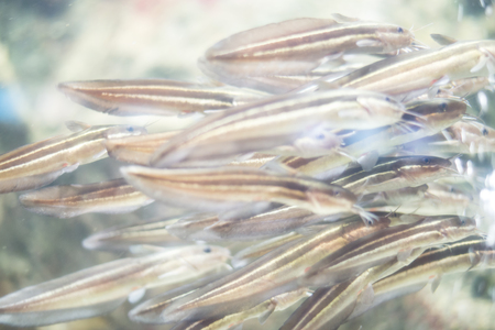 underwater world fish