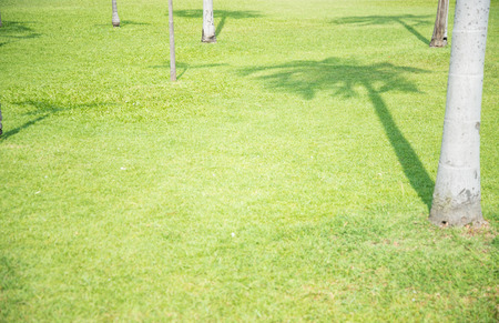 Tree shadow on short green grassの写真素材