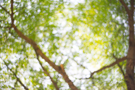 Green blurred background and sunlightの写真素材