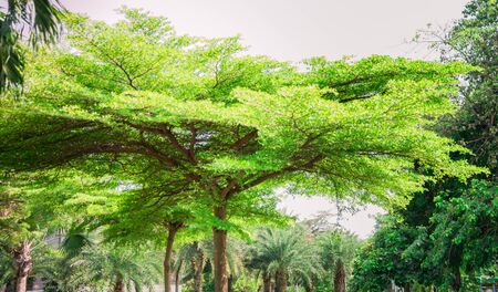 green leafの写真素材