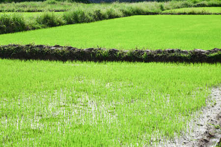 green riceの写真素材