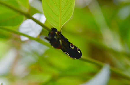 caterpillar in nature.の写真素材