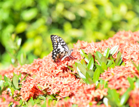 butterfly Moving  in natureの写真素材