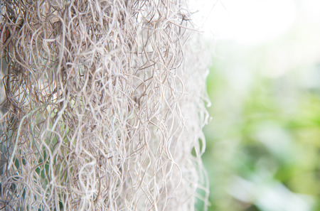Spanish moss, suitable as background