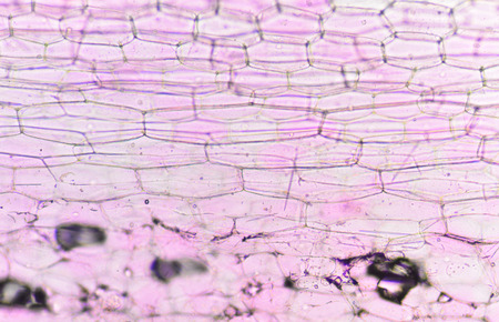 Cells of the onion skin plant cells background.