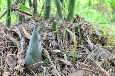 bamboo shoot in nature.の写真素材